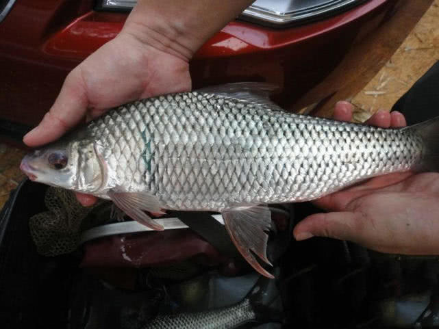 钓友钓出纹身大鲤鱼,野钓发现巨型带纹身的黄鳝