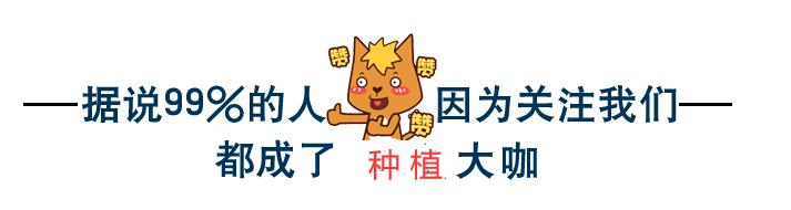 树菠萝种植技术和管理方法,菠萝苗的种植方法和注意事项