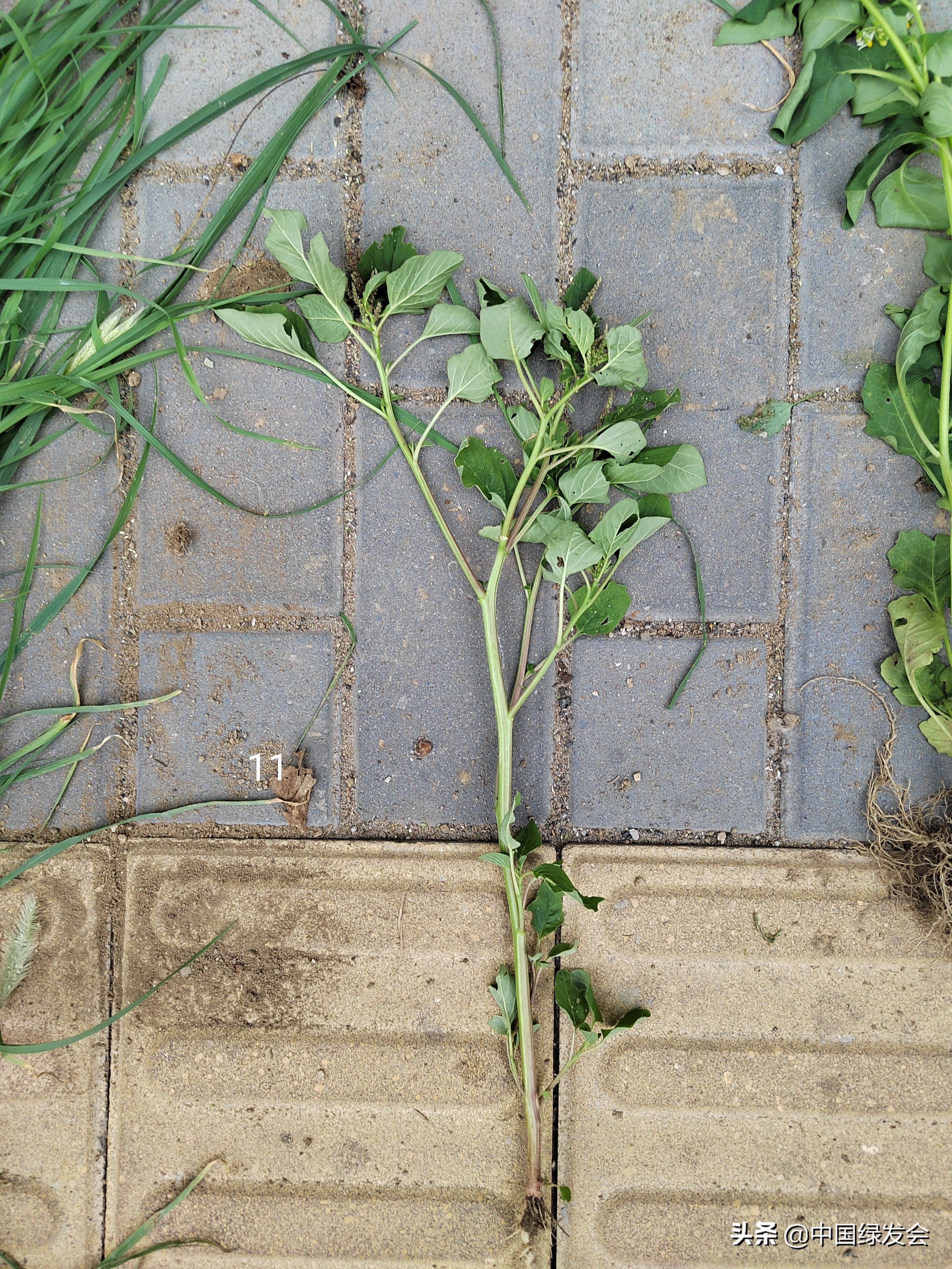 去野草留“精华”，整齐划一的草坪如何体现北京生物多样性？