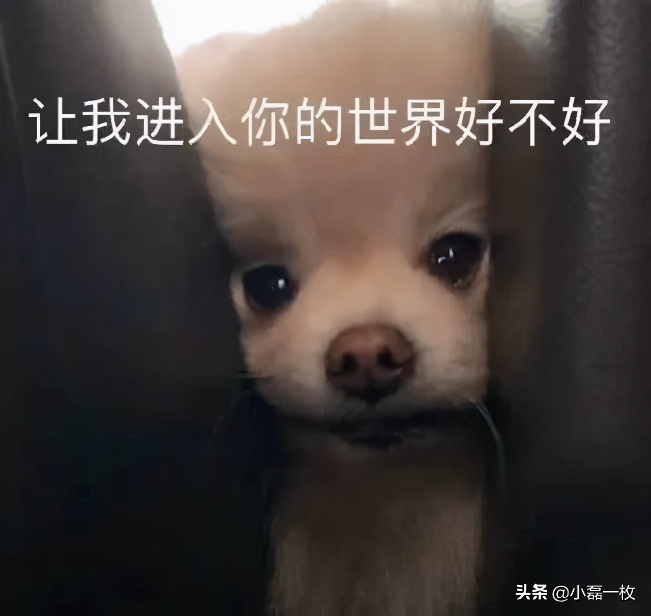 靠骗成功进入富人圈,靠假扮白富美人设能赚多少