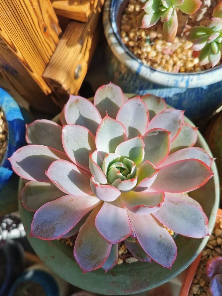 适合北方阳台党养的多肉,适合养在北阳台的多肉