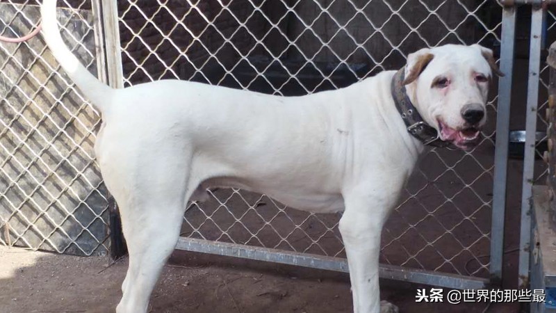 哪些大型猛犬不能养,什么样的猛犬适合当宠物养