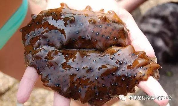 俄罗斯北极参和海参有什么区别,如何分辨俄罗斯海参或大连参