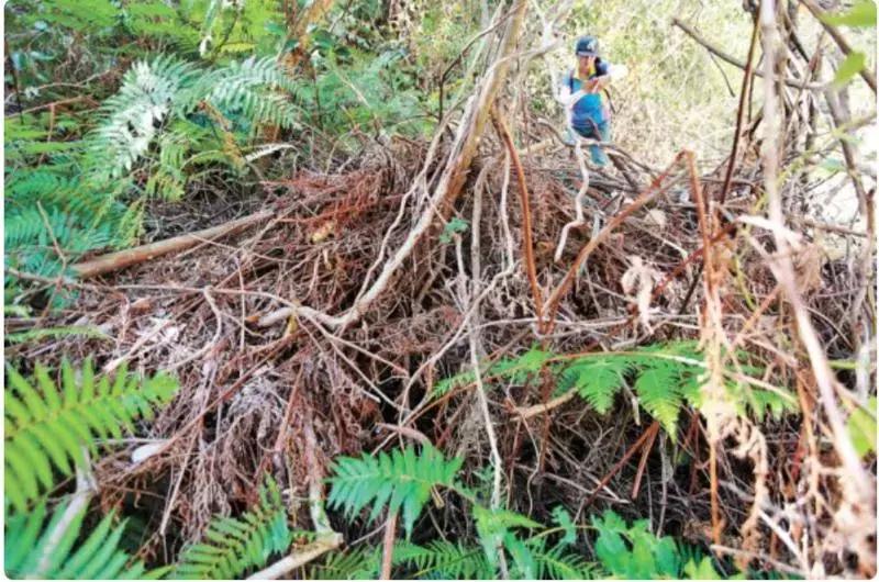 痛心！七娘山这种叫“金毛狗”的珍稀植物大量被毁