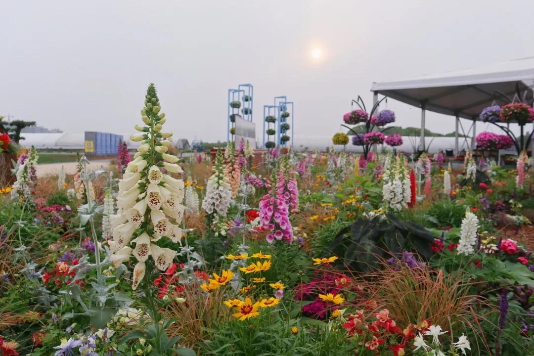 花展的意义,花展布展情况介绍