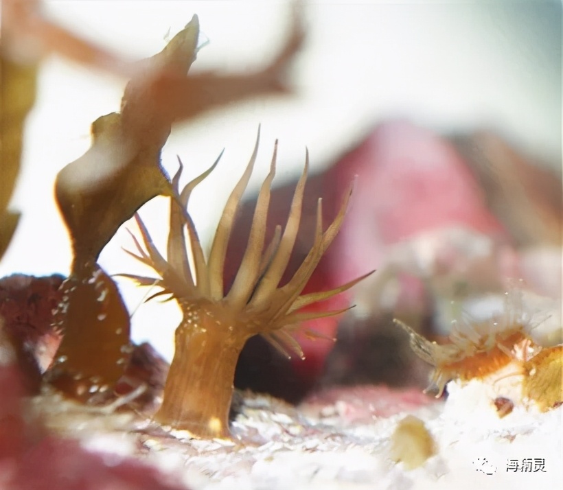 活石上不请自来的“偷渡客”，你们都是谁？