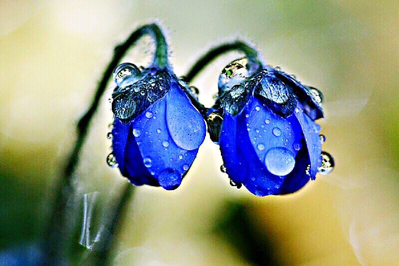 紫罗兰花卉大全,紫罗兰花卉盆栽图片