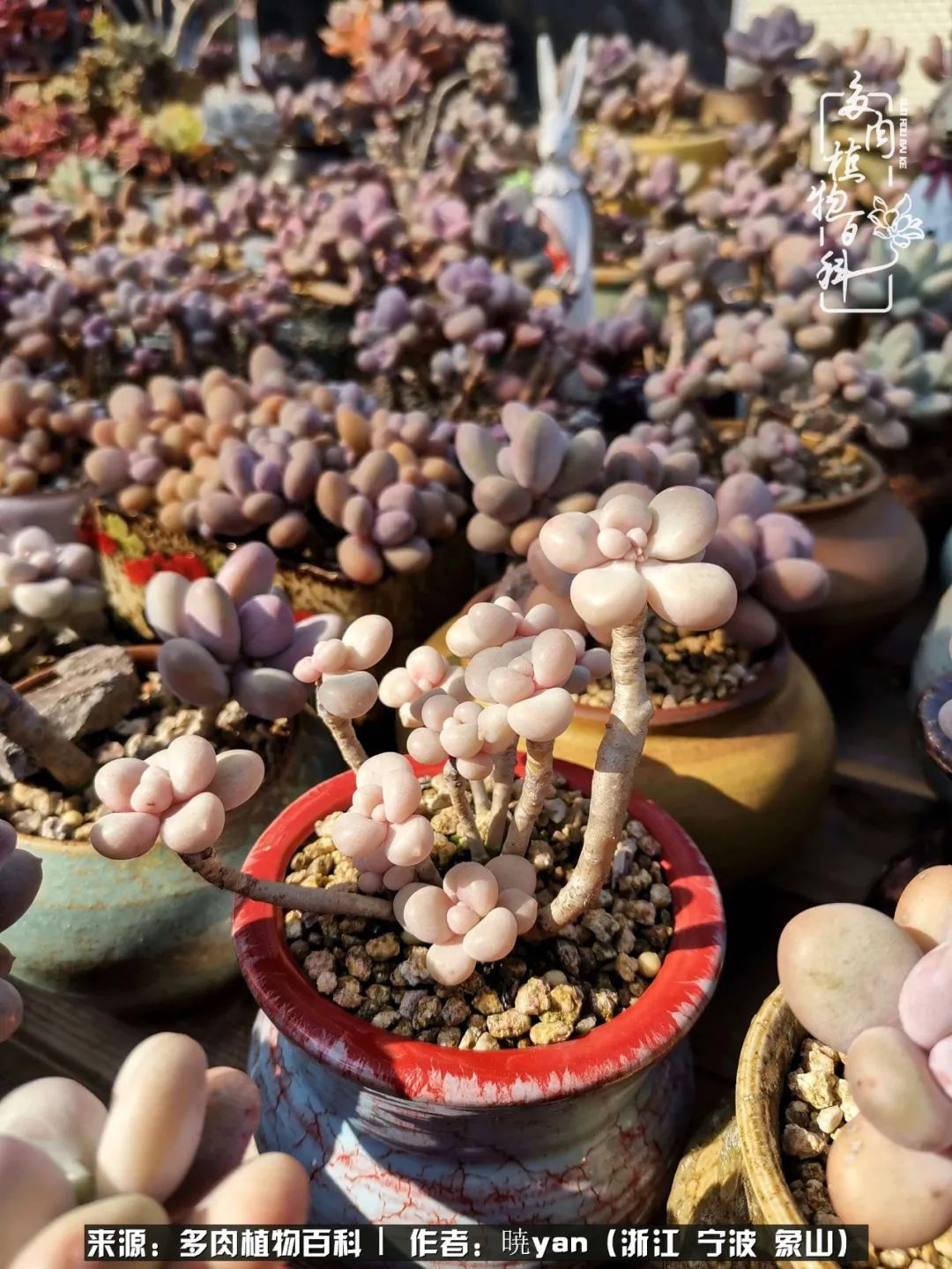 多肉初级入坑者,入坑多肉