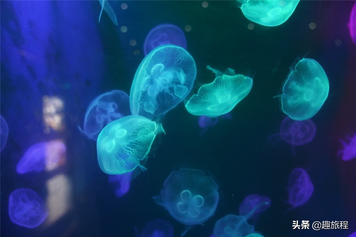 开年特惠仅需89.9元，畅游小梅沙海洋世界门票，,快抢啊!