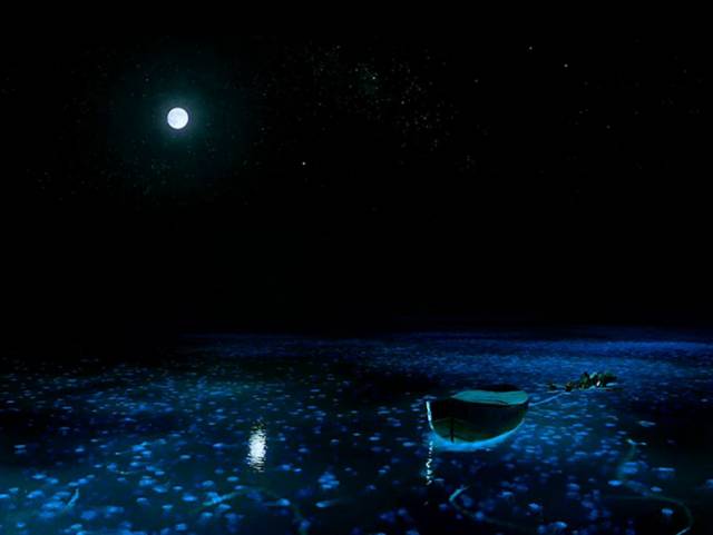 考拉或将被列为濒危物种，人类只要活着，就在物种灭绝做“贡献”