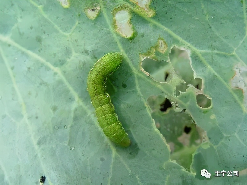玉米上的虫害打什么药,玉米虫害防治口诀谚语
