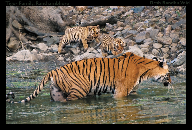 传奇虎王美元男:这只公虎两次作为“单亲奶爸”,养大了两窝虎崽