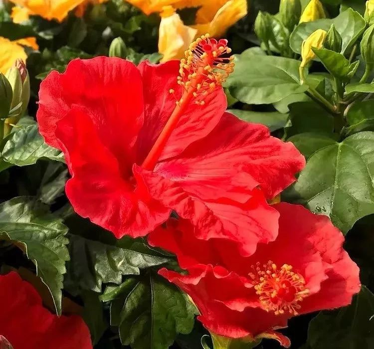 最受欢迎的3种花,这3种花真的很难养