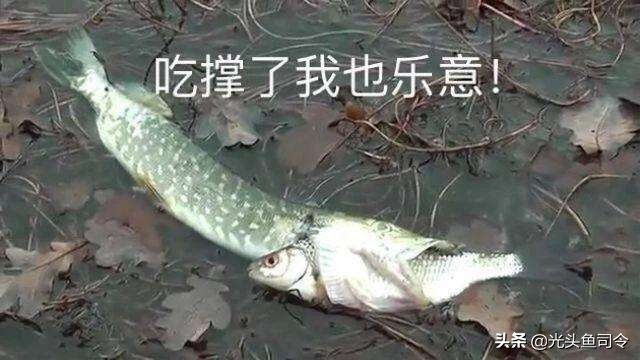 国内淡水十大凶猛鱼类排行,十大掠食性鱼类排名