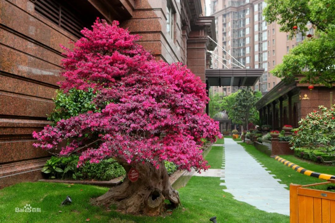 复旦系再添猛将!上海又新建一所九年一贯制!今年就要入户1年了