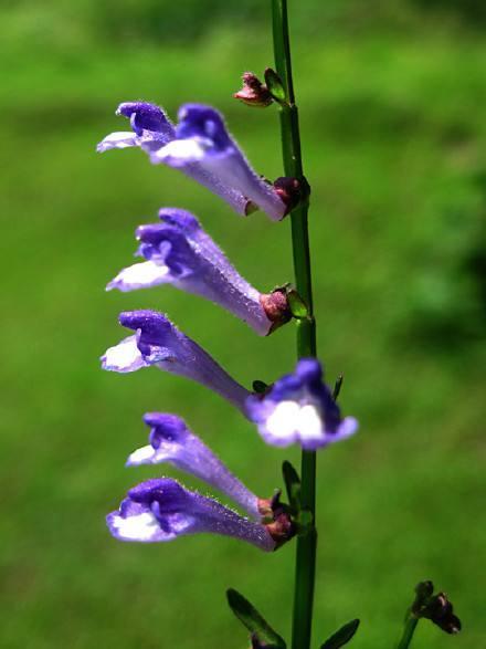 半枝莲,如梦如幻,永远绽放在我心中