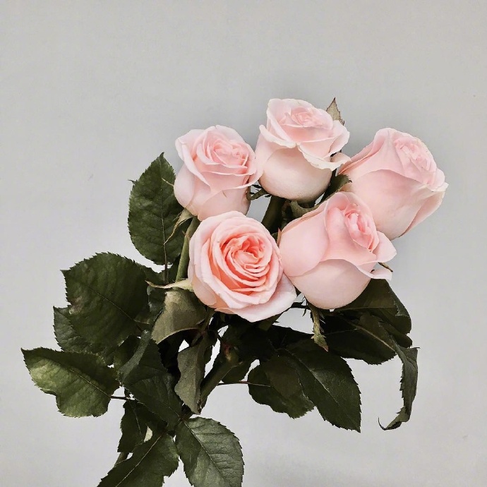 心灵鸡汤短句一句话经典语录,心灵鸡汤经典语录干净短句