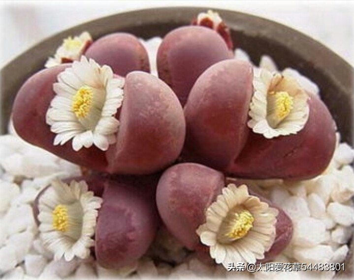 多肉生石花怎么移栽,多肉生石花多久开花