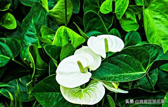 白掌叶子下垂的处理方法,水培白掌叶子下垂变软