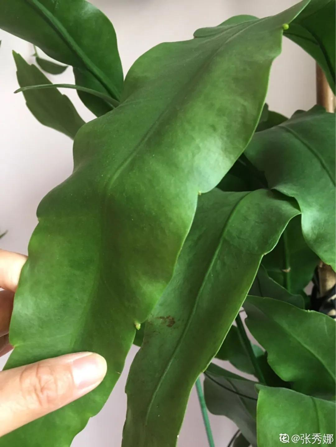 教你如何避开假货买到真品,一张图告诉你怎样分辨假货