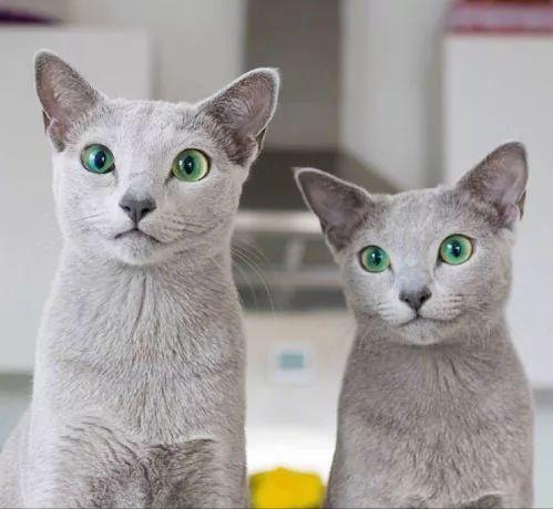 英短蓝猫的寿命是多少岁,绝育的蓝猫寿命有多久