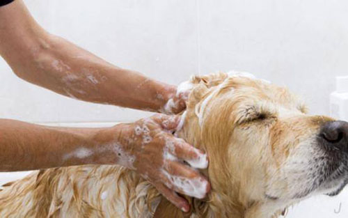 狗狗身上毛局部变粗糙,狗狗身上有些地方毛发稀疏