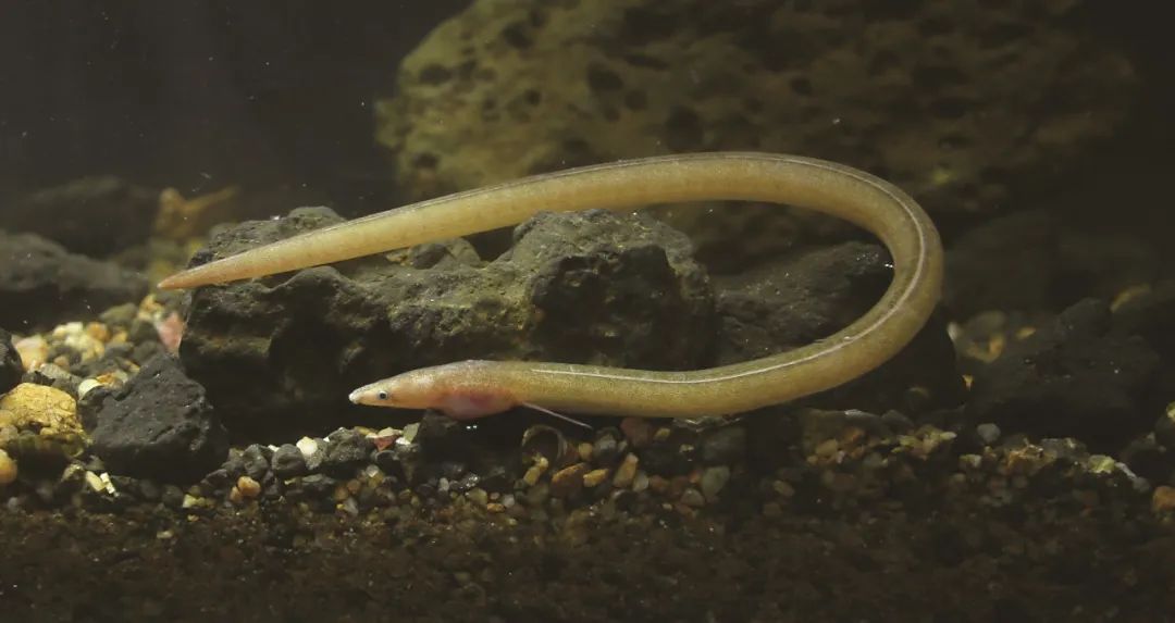 各种淡水鱼你认识吗,淡水鱼的种类你认识几种