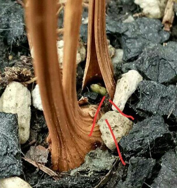 兰花枯枝烂叶怎么处理,兰花干枯怎么养护好看点