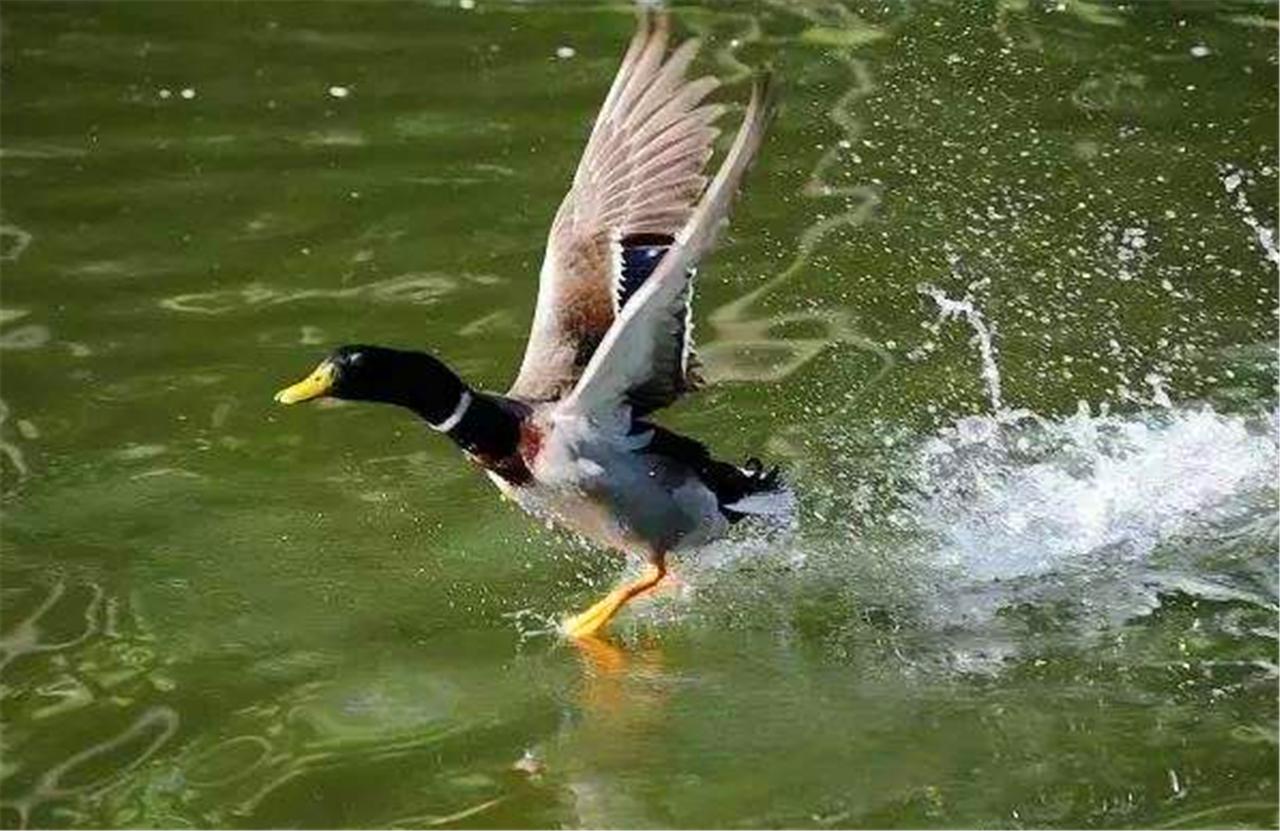 太白鸭李白语音,太白鸭和李白