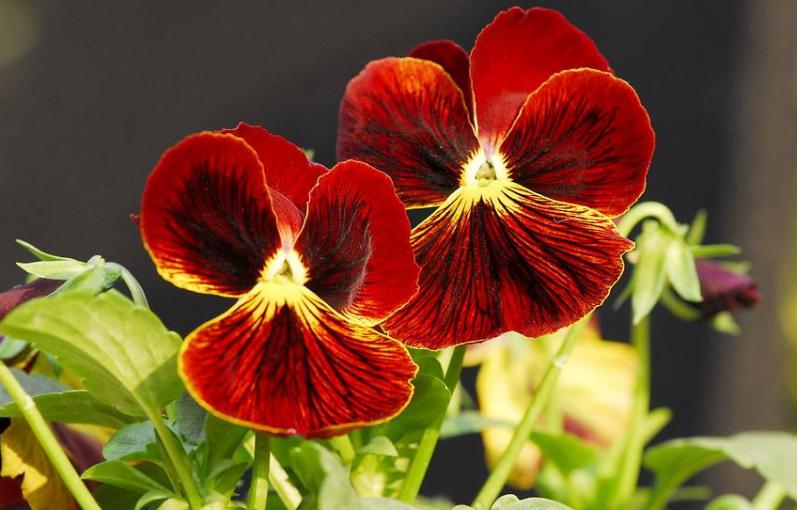 三色堇开花颜色,三色堇花语爱与勇气