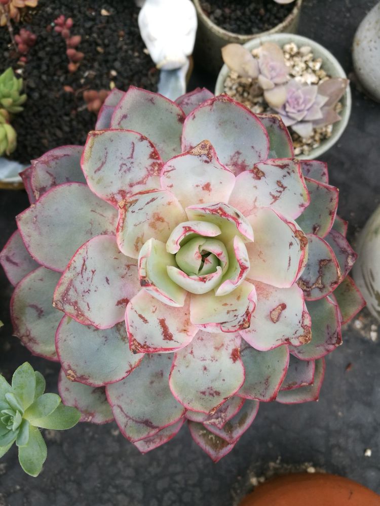 误打误撞的多肉情缘,带我走进多肉小世界!