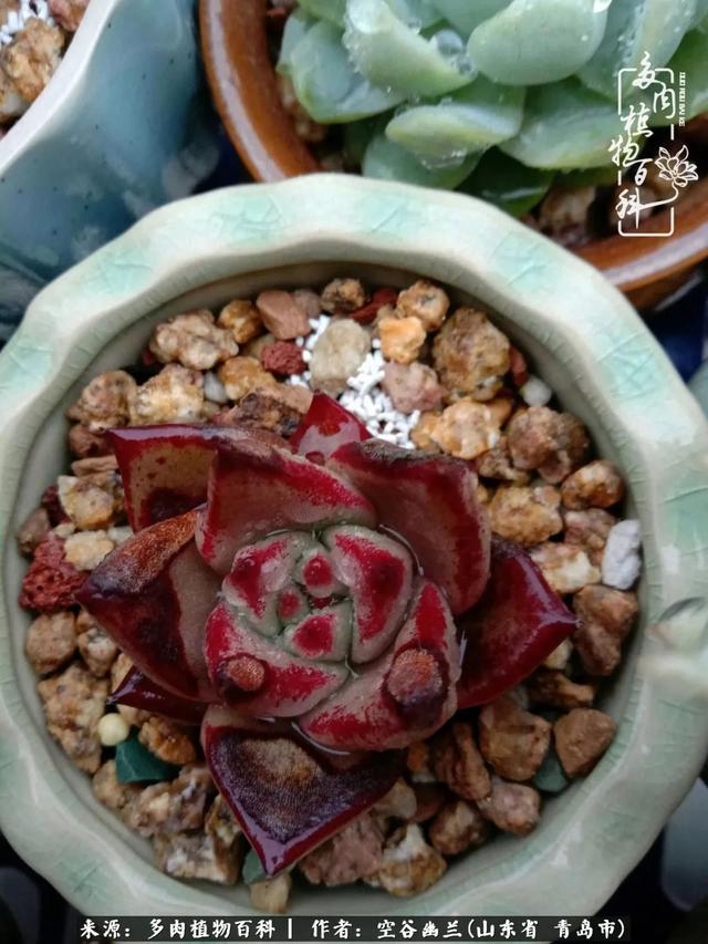 多肉最美的时光,多肉惊艳我的时光