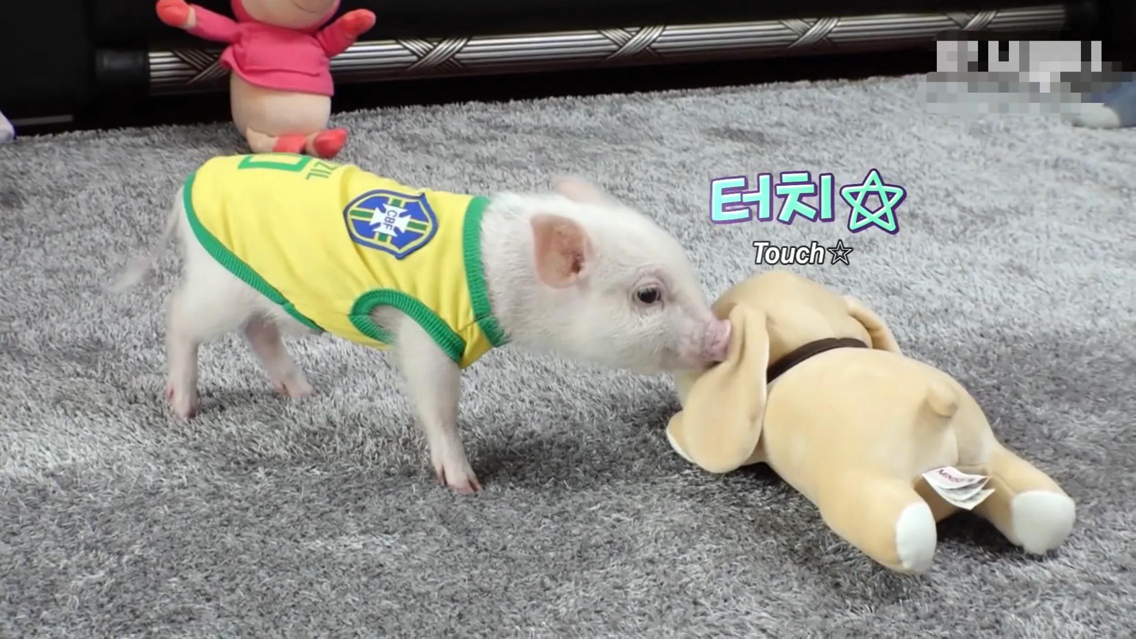 小猪的智商高达多少 (韩国最聪明的小猪)