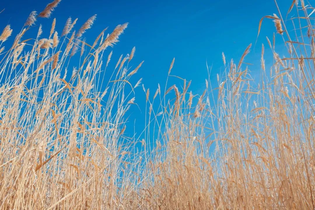 心情低落无奈的短句子,心情低落难过的句子句句痛在心里