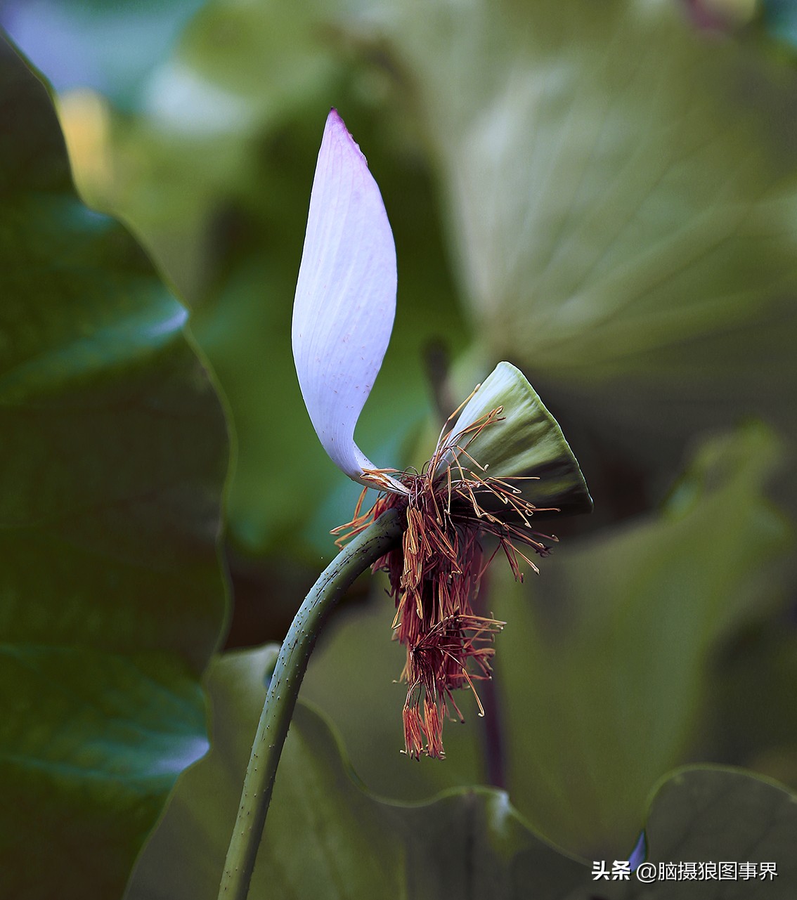 拍摄荷花的十个方法,用荷花花瓣怎样拍好看