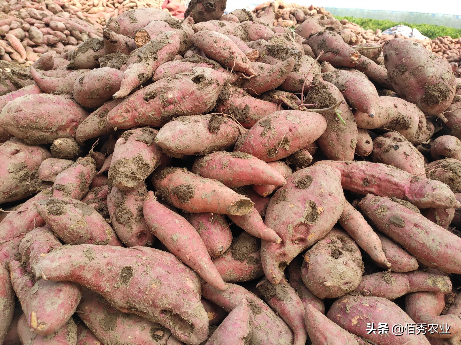 种植红薯地下害虫怎么治,地下害虫对红薯危害