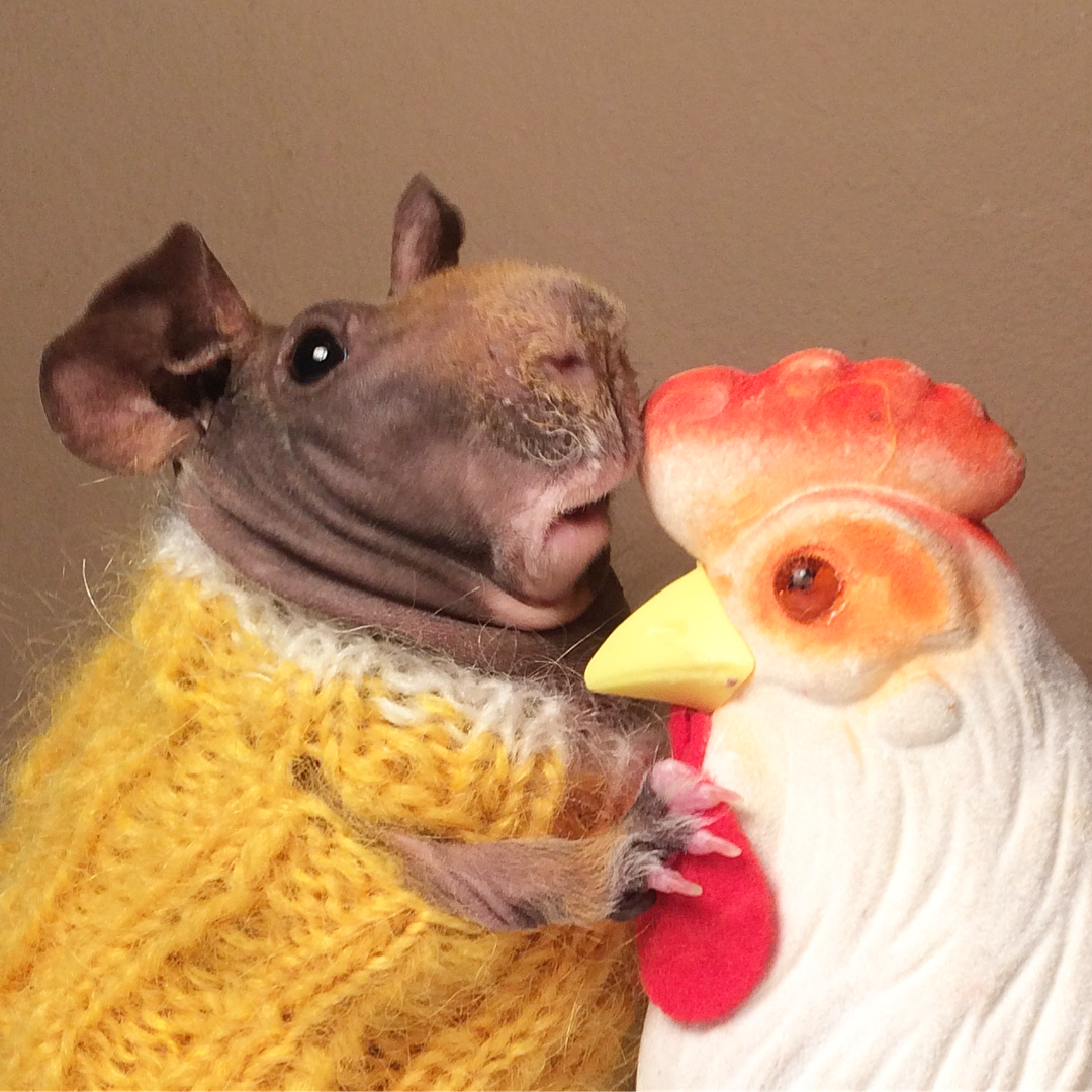 猪崽毛色粗糙饮食正常就是不长,新生猪崽没有毛大猪没奶不吃食