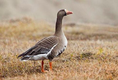 东江揽胜,惠州淡水常见鸟类图谱