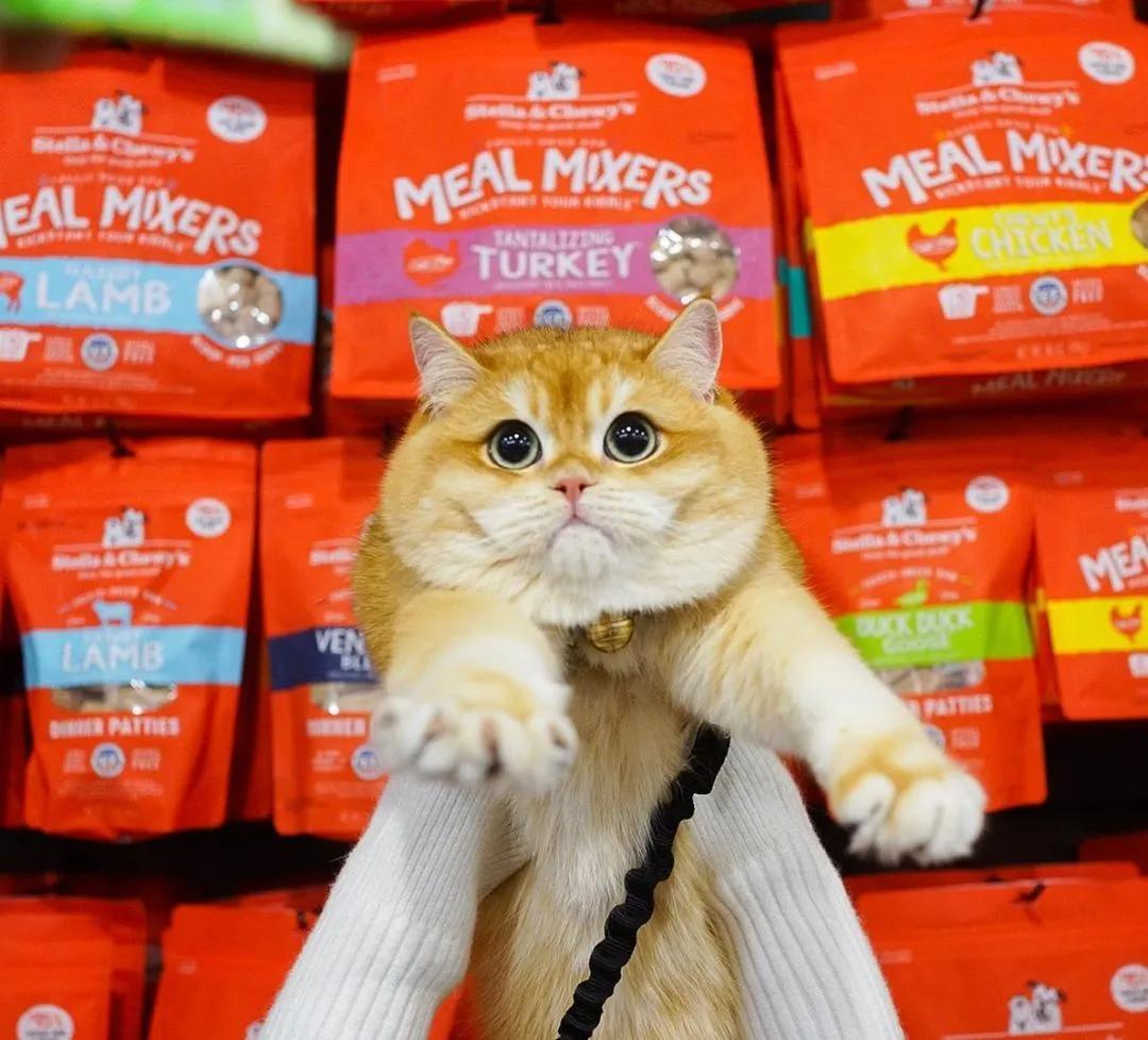 猫粮推荐sc冻干星益生趣,sc星益生趣狗粮美国多少钱