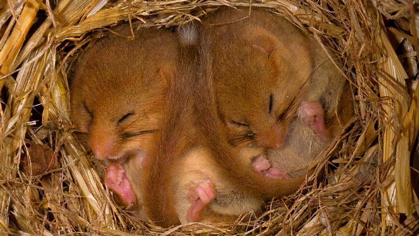 大梦谁先觉，平生我自知，冬眠睡足足，醒来吃吃吃：睡鼠