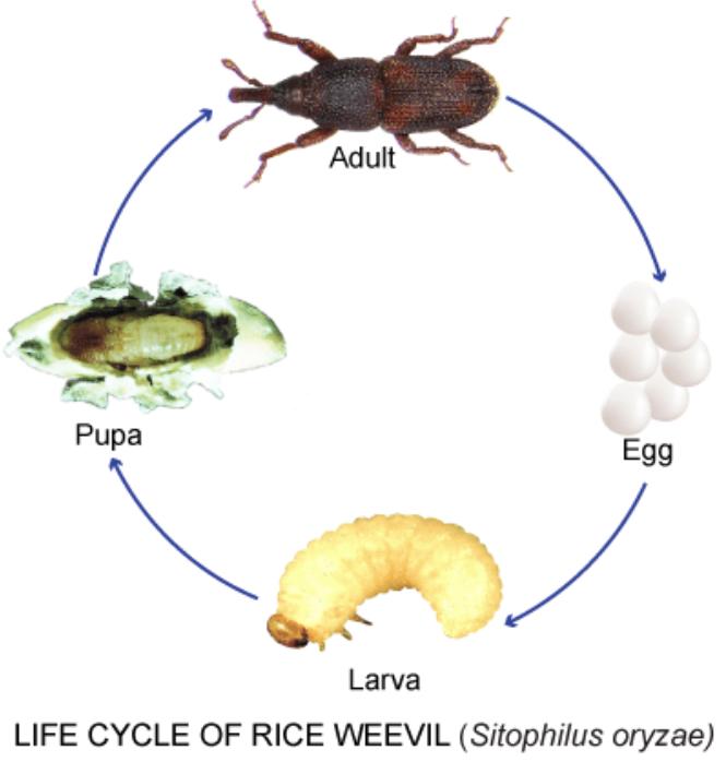 大米里有微小的虫子,米饭里的小黑虫子