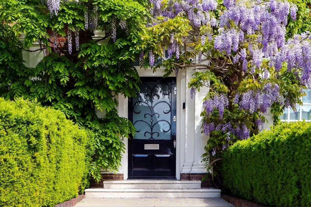 植物和花盆搭配,铁线莲哪个品种和紫藤搭配