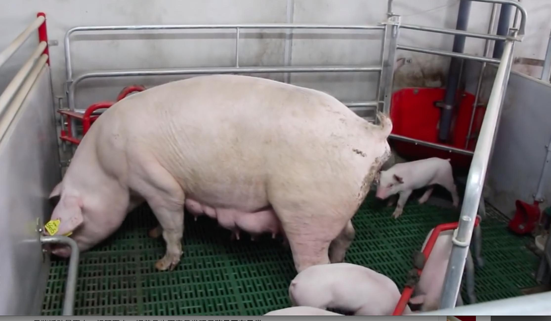 新式猪产床,猪产床怎么设计