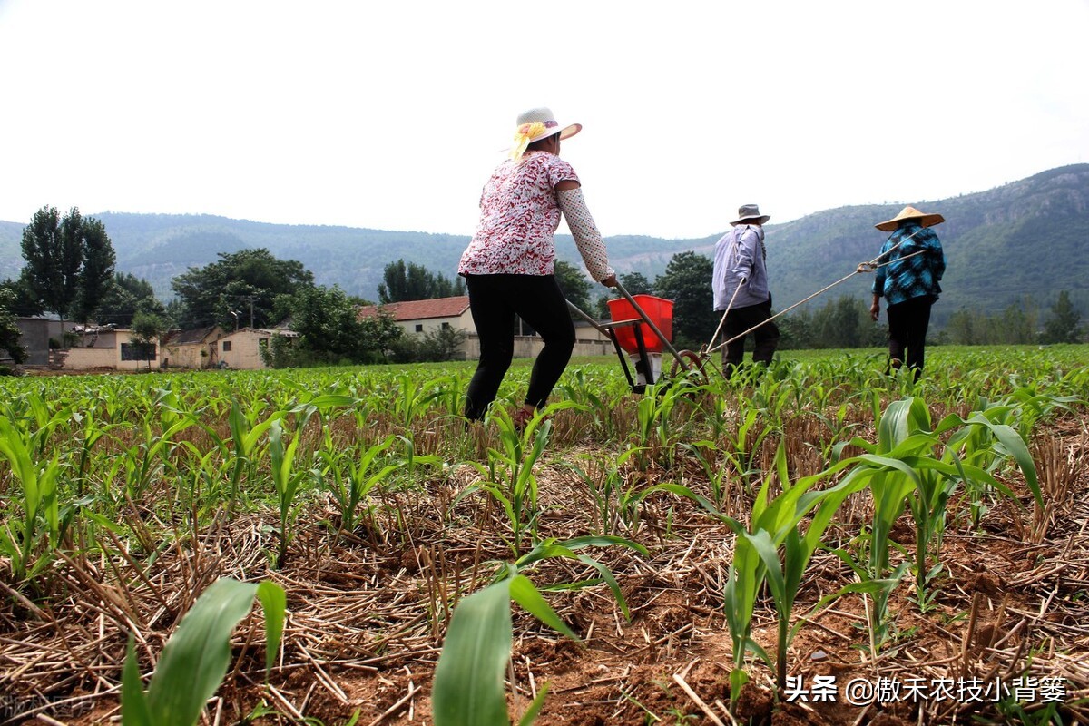 玉米和水稻对锌很敏感，巧施、巧喷、巧用能增产