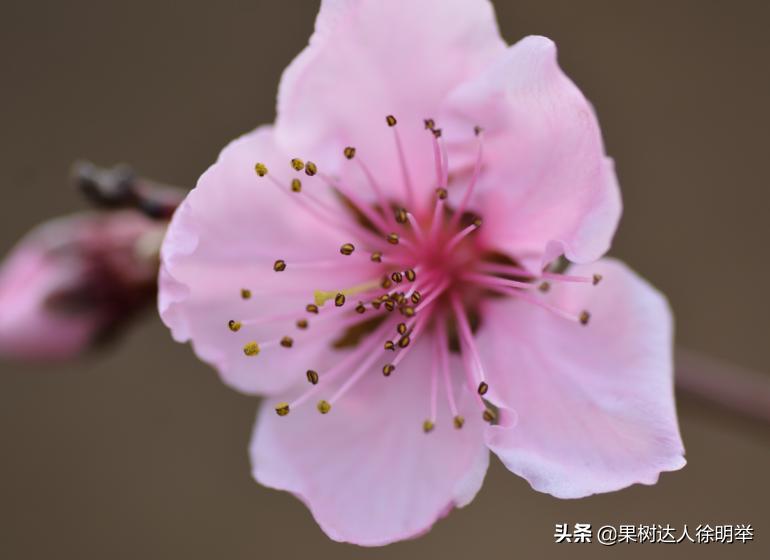 中桃金魁桃特性,桃是浆果类水果