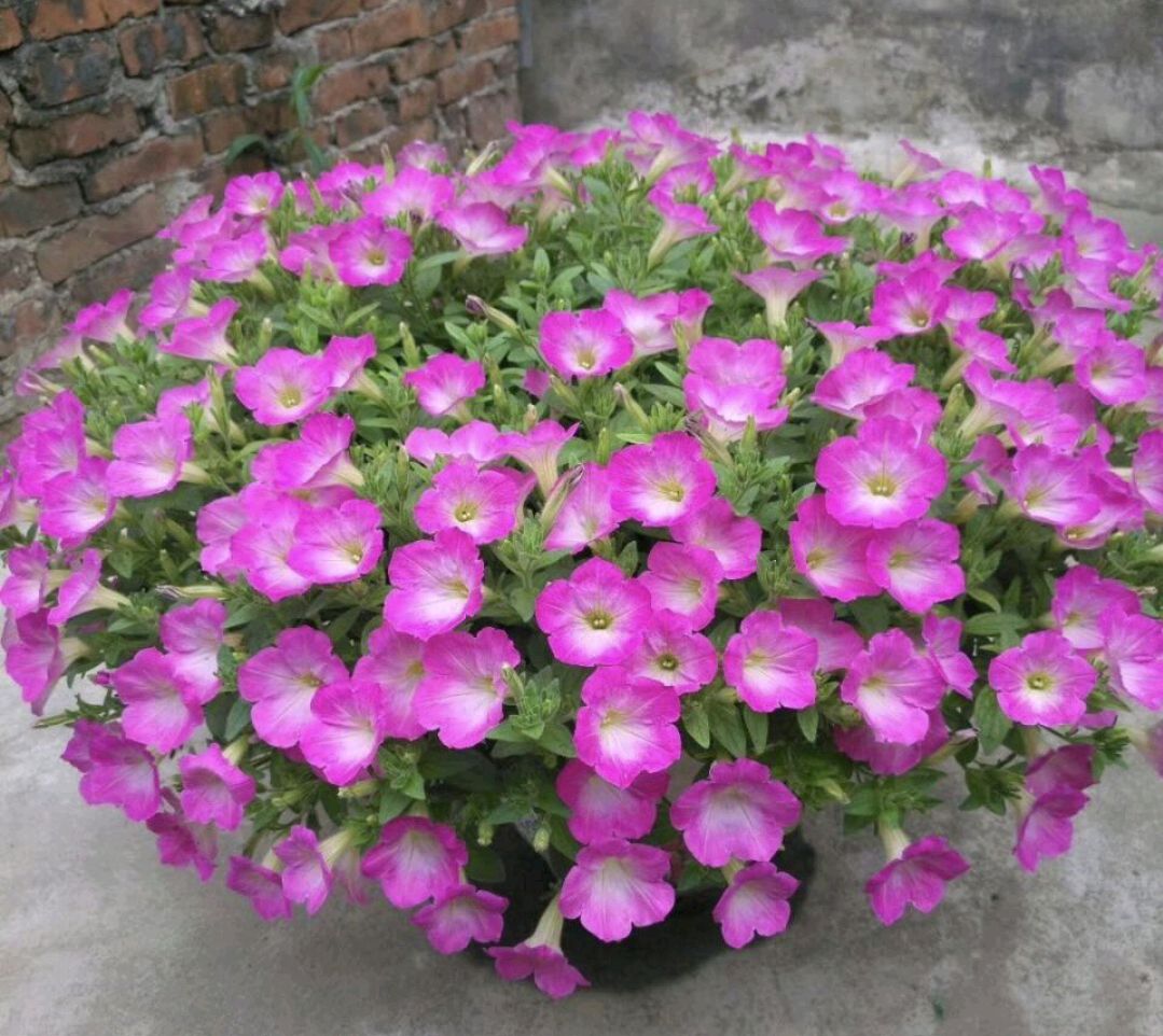 人养花一时养人一生,人养花同时花也养人