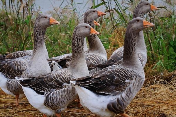 大雁最好的养殖方法,大雁怎样繁殖的