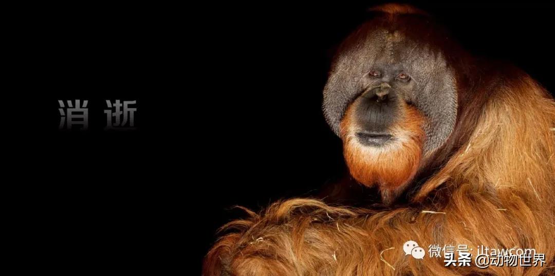 国际珍稀动物保护日-如何拯救那些正在从世界上逐渐消失的物种