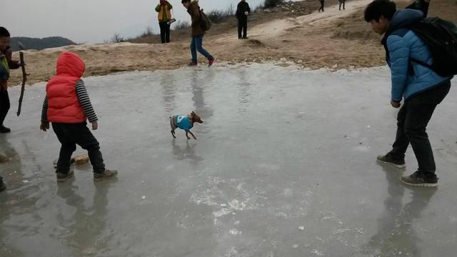 伸舌头的小鹿犬,爱洗澡的小鹿犬
