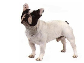 聪明的小宠物狗都有哪些品种,哪种宠物狗最聪明听话又好养